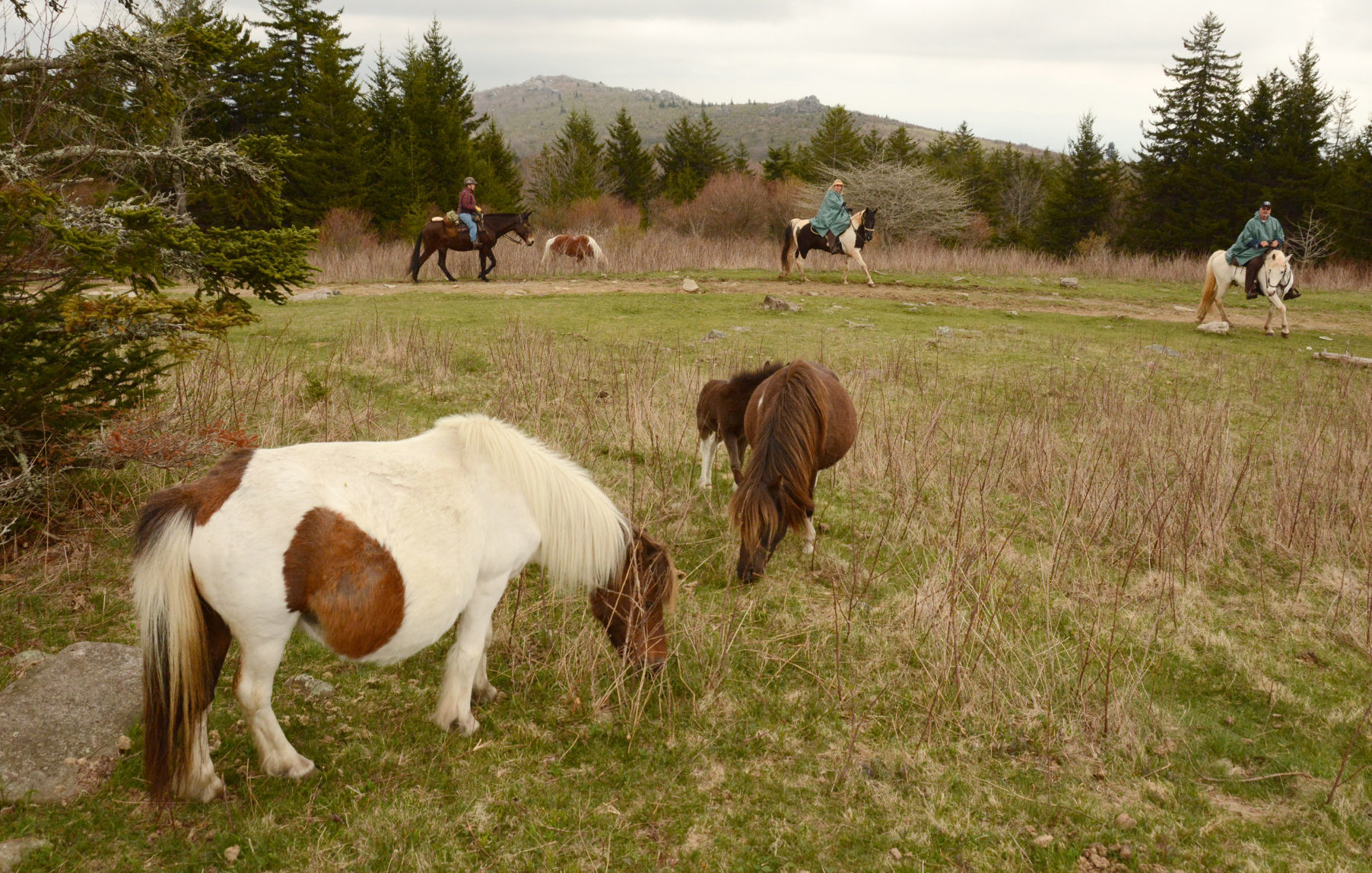 Mount Rogers National Recreation Area